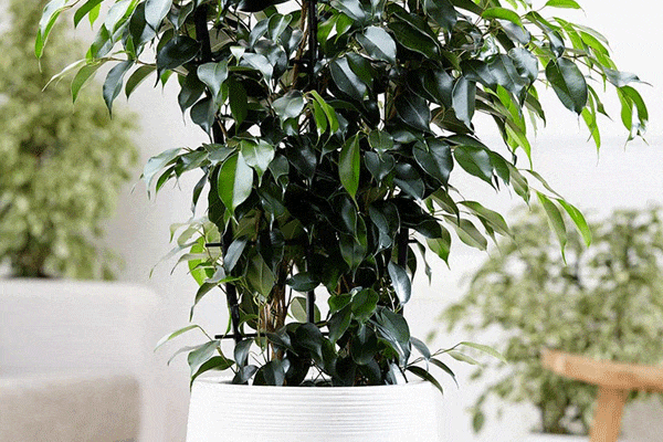 چرا گیاه بنجامین رشد نمی کند